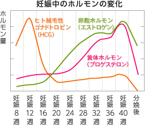 妊娠中のホルモンの変化