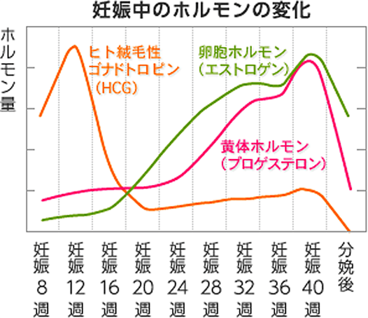 妊娠中ホルモンの変化